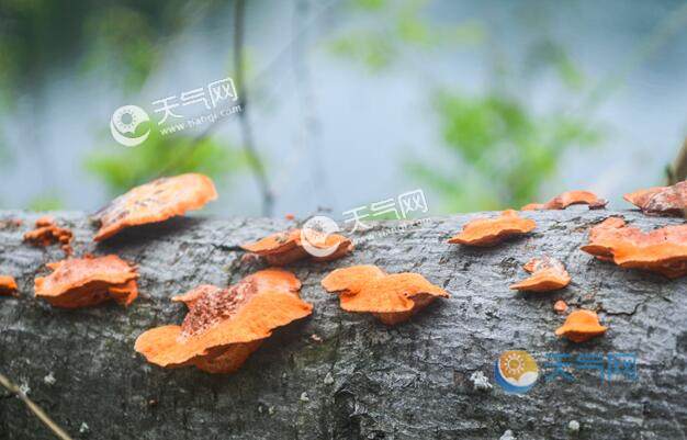 回南天吃什么水果好 这5种水果具有祛湿功效
