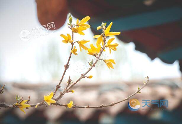 春天开的花有哪些 开在春天里的花朵盘点