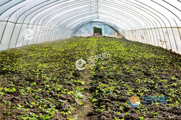 寒潮来袭如何保护农作物 寒潮天气农作物防冻最佳办法