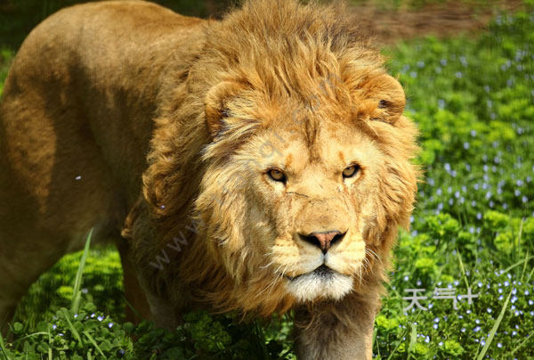 上海5a级景区有哪些 上海5a景区有几个