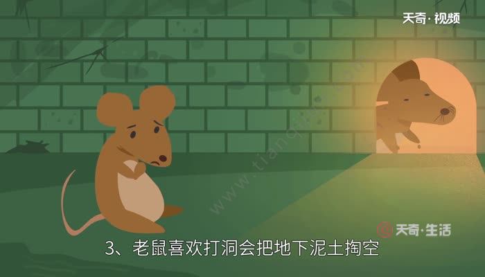 老鼠的危害  老鼠的危害有哪些
