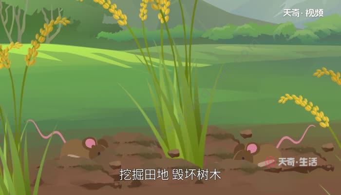 老鼠的危害  老鼠的危害有哪些