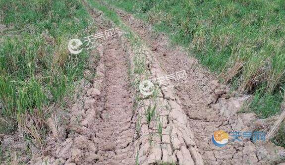 湖北多地出现大面积特旱区 省气象台发布干旱红色预警信号