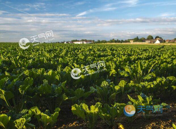 南方冬季种什么蔬菜 冬天南方不同地区适合种的菜