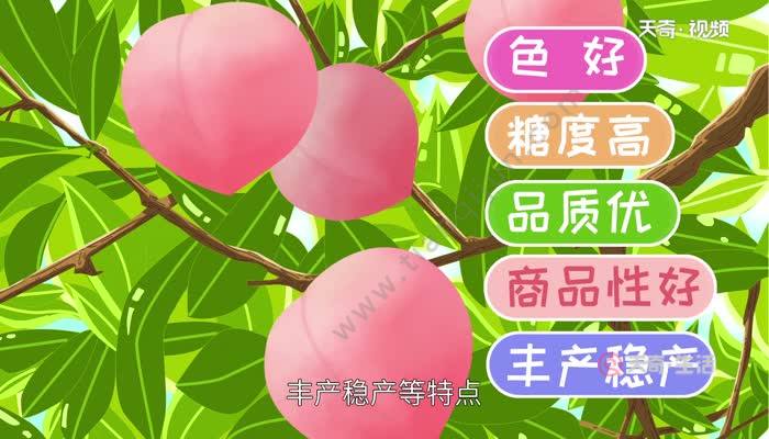 金秋红蜜桃产地哪里  金秋红蜜桃的产地在什么地方