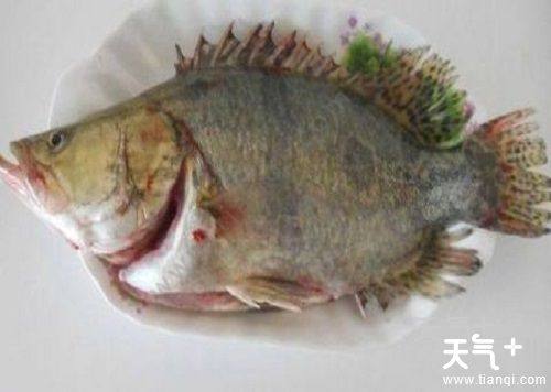 中国四大名鱼 最好吃的淡鱼排行榜