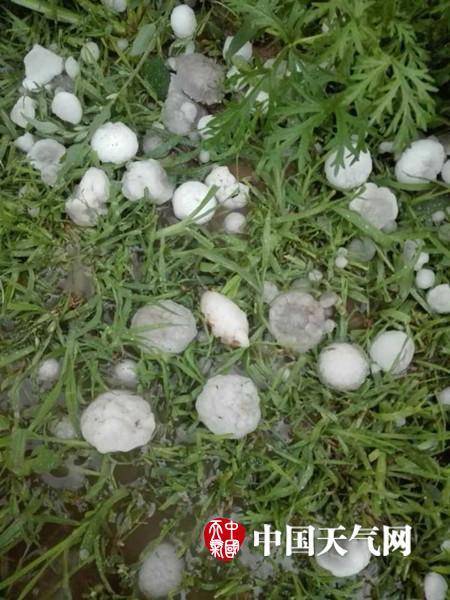 7月30日19时，大如卵的冰雹遍地可拾。
