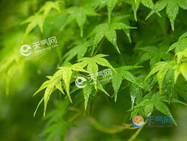雨水节气的风俗活动 雨水节气人们都干什么