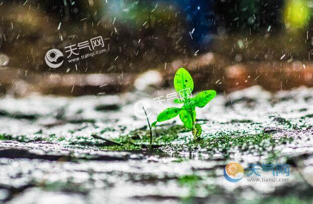 雨水节气的风俗活动 雨水节气人们都干什么
