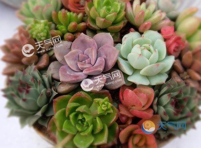 冬天可以种多肉吗 冬天如何养多肉植物
