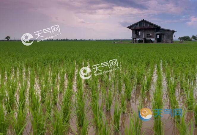 小寒节气农事活动：田间管理