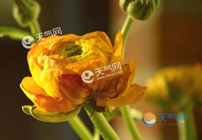 立春是春天的开始吗 立春就代表着春天来了吗