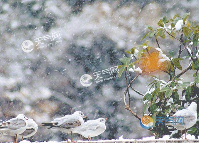 2020年大雪是几月几号 2020大雪节气具体时间