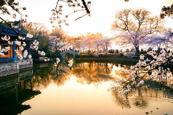 鼋头渚还有樱花吗 五月鼋头渚还有樱花吗
