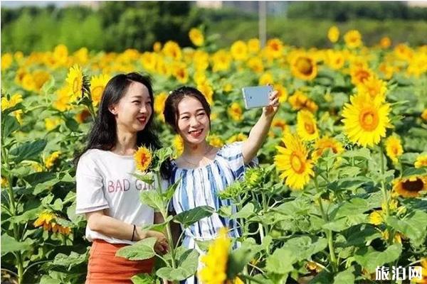 宁波看向日葵的地方 宁波有赏向日葵的地方吗