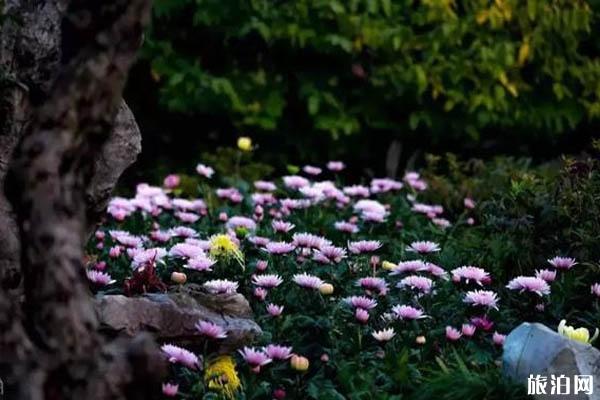 2019白鹿原影视城菊花展攻略