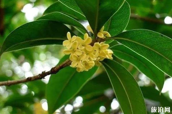 成都桂花哪里最好看