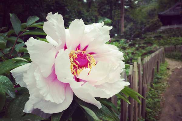 成都赏花好去处 成都赏花去哪好