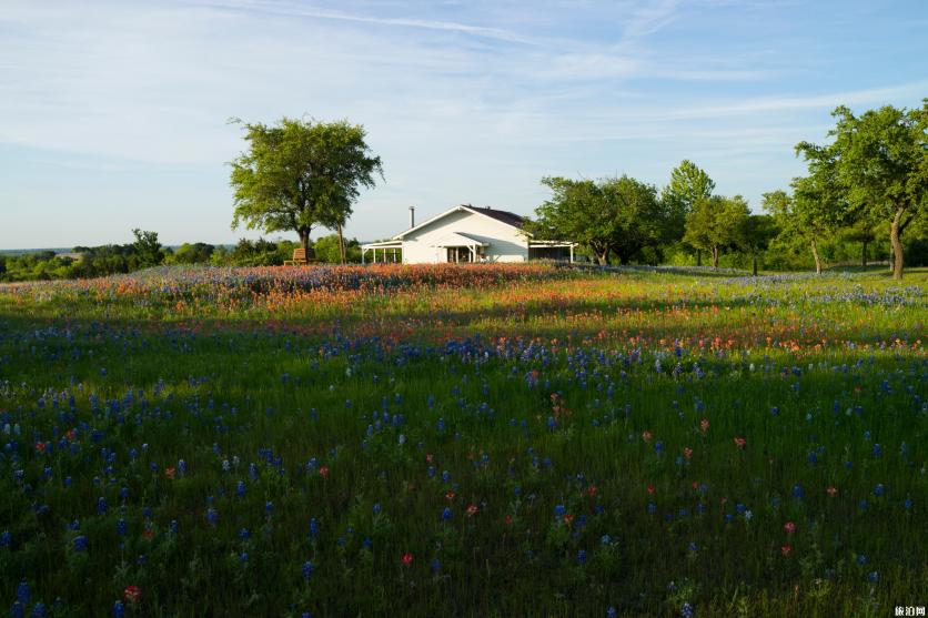 春天去达拉斯怎么玩 达拉斯道路情况 春天去达拉斯怎么玩 达拉斯道路情况