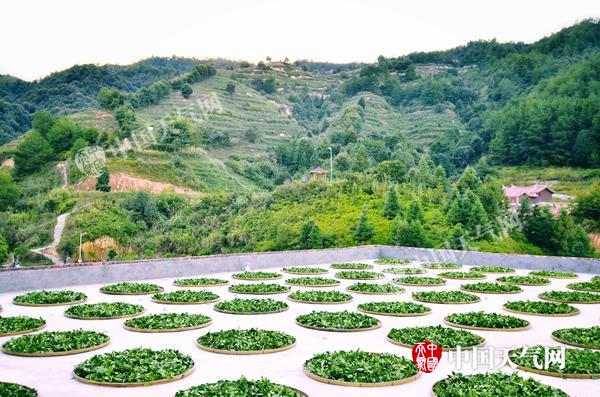 极端考验茶叶品质 茶园小气候观测探索精细服务