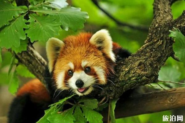 成都看熊猫攻略