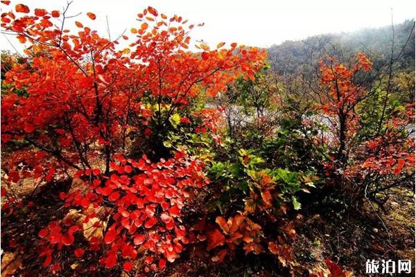 2019年10月洛阳免费景区推荐