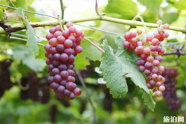 武汉采摘园推荐表2019地址+门票+交通