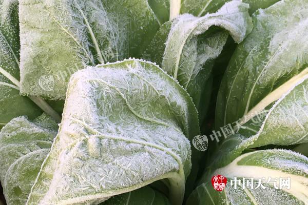 今天广西26市县出现霜冻 明起冷空气远离温暖回归