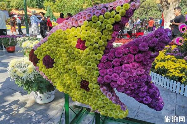 2019银川菊花展是什么时候+地点+介绍