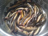 水煮泥鳅的做法步骤1