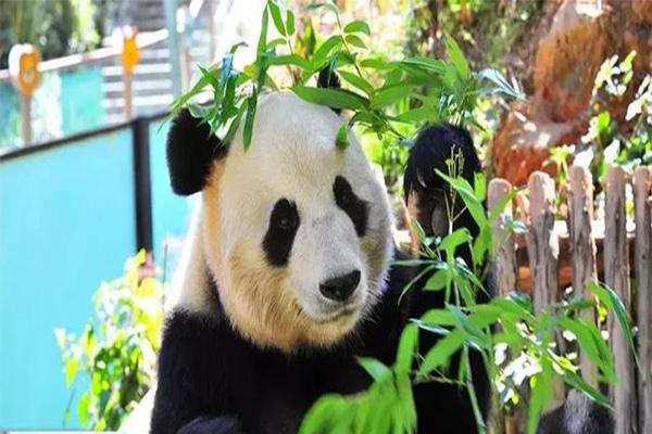 云南野生动物园和昆明动物园哪个好玩 云南野生动物园和昆明动物园哪个好玩