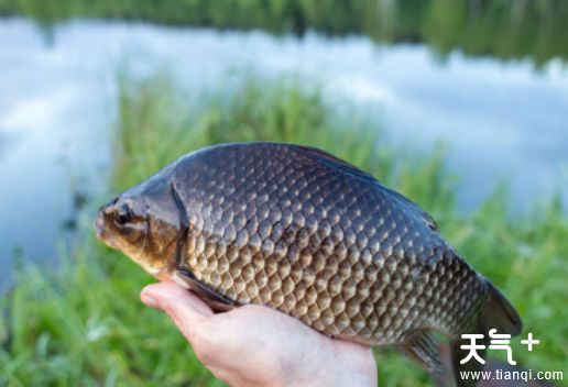 天津武清知名特产有哪些？