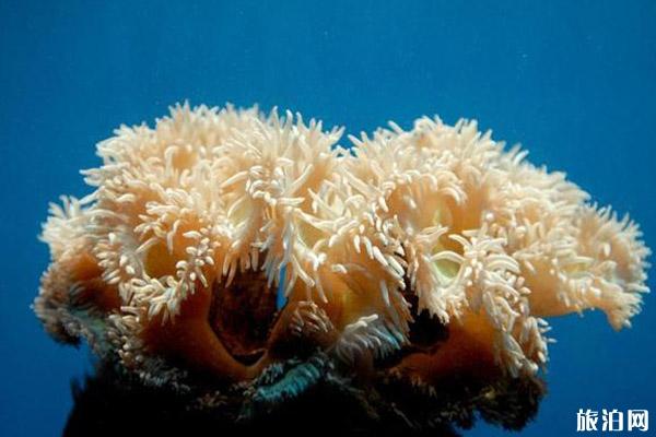 大连圣亚海洋世界游玩路线推荐