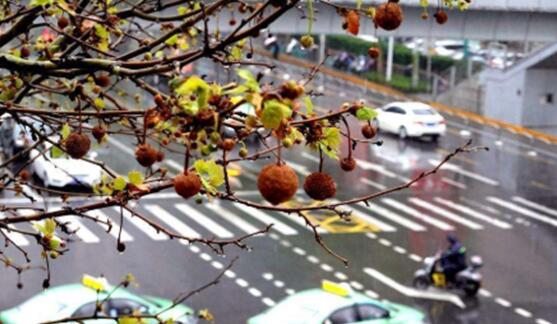 新一轮雨水覆盖江苏全境 省会南京局地气温逼近30℃