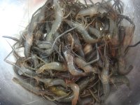 油爆河虾的做法步骤1