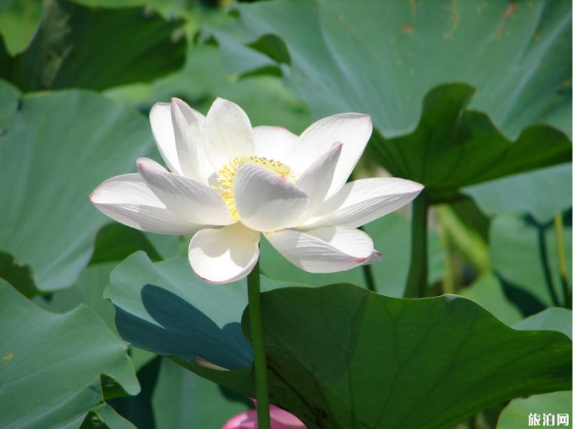 白洋淀赏荷注意事项