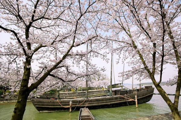 鼋头渚樱花节什么时候 2019年无锡樱花节时间