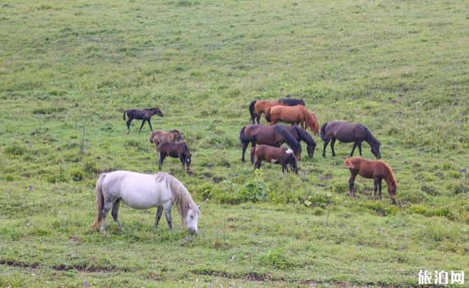 柳树沟稀树草原在哪里 柳树沟稀树草原游玩攻略 柳树沟稀树草原在哪里 柳树沟稀树草原游玩攻略