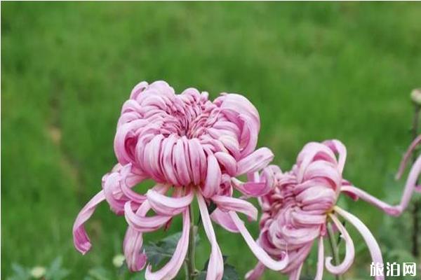 2019内乡菊花展什么时间+地点 2019内乡菊花展活动安排