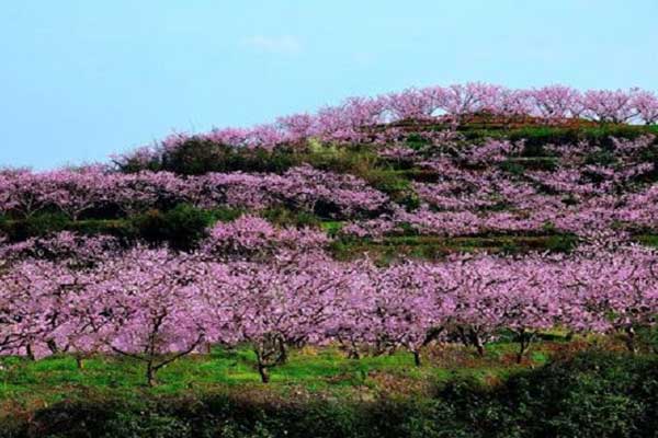 国内赏桃花好去处 国内赏桃花去哪儿好
