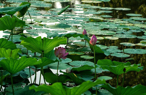 白洋淀荷花节是什么时候 什么时候去白洋淀看荷花最好