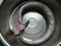 蒸海鳗鱼的做法步骤2