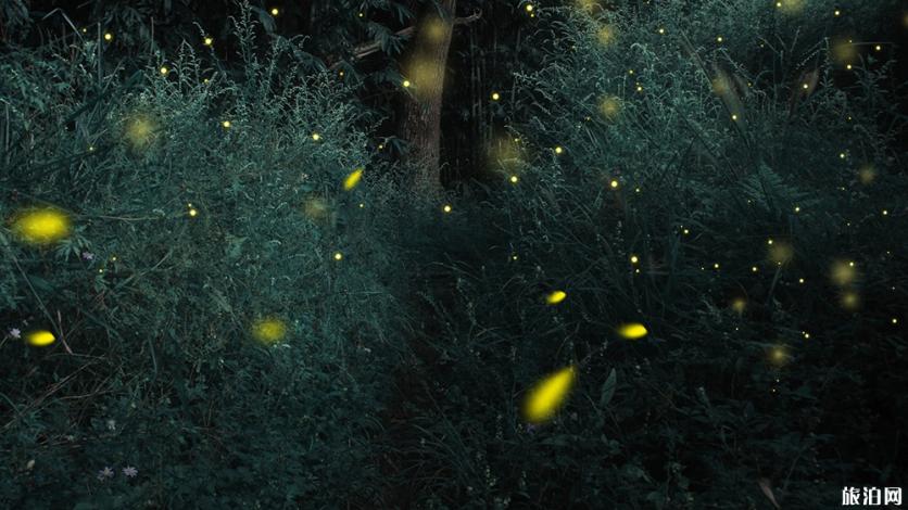 杭州哪里可以看萤火虫