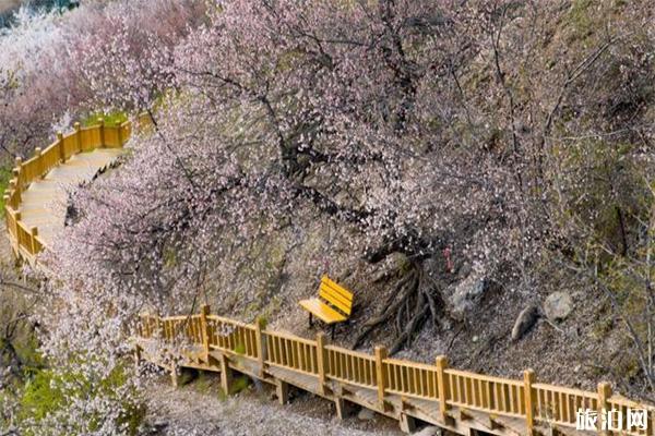 新疆六大花海 新疆最值去的花节有哪些 新疆六大花海 新疆最值去的花节有哪些