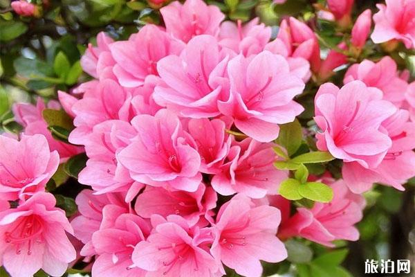2019全景VR深圳勒杜鹃花展详情（地址+花展亮点）