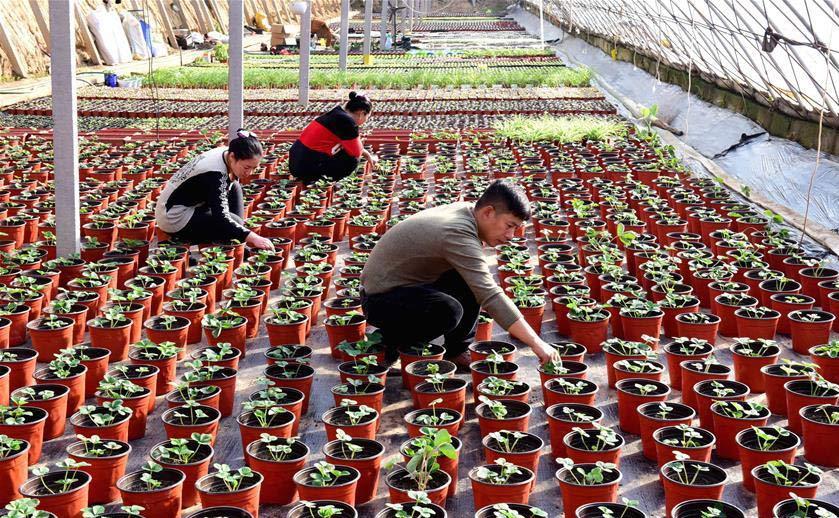 劳动人民最光荣 小雪时节农事勤 