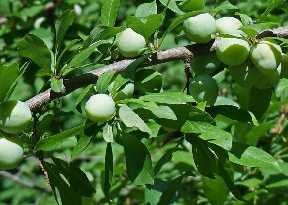 芒种煮青梅风俗 芒种当天为什么要做煮青梅