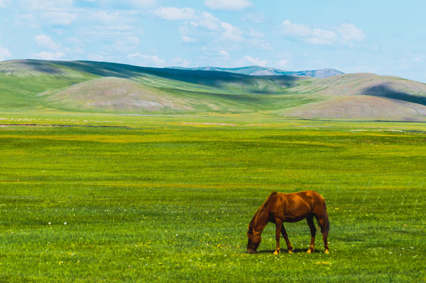 夏天去呼伦贝尔怎么样 夏天去草原需要带什么