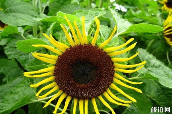 密云雾灵西峰彩葵园向日葵什么时候花开