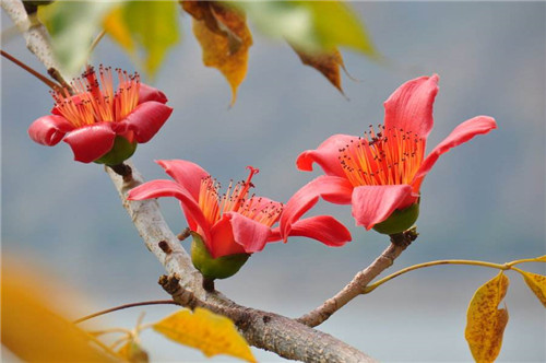 攀枝花又叫什么花